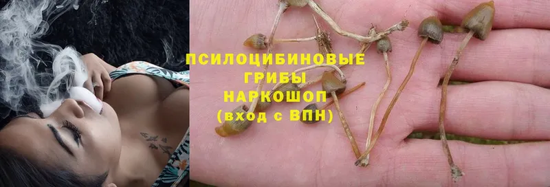 наркошоп  Баксан  Псилоцибиновые грибы Magic Shrooms 